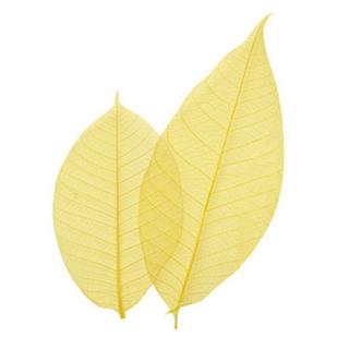 カラースカシ木の葉(黄)〈100枚入〉(Z1152)